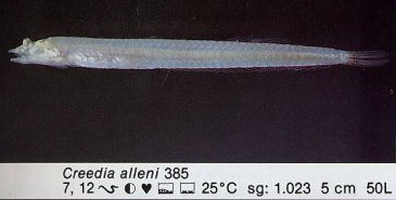 Creedia alleni